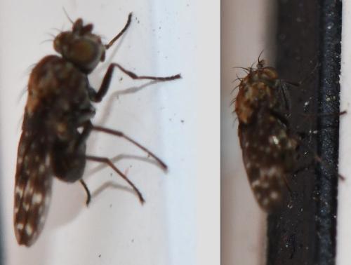 Scatophila unicornis
